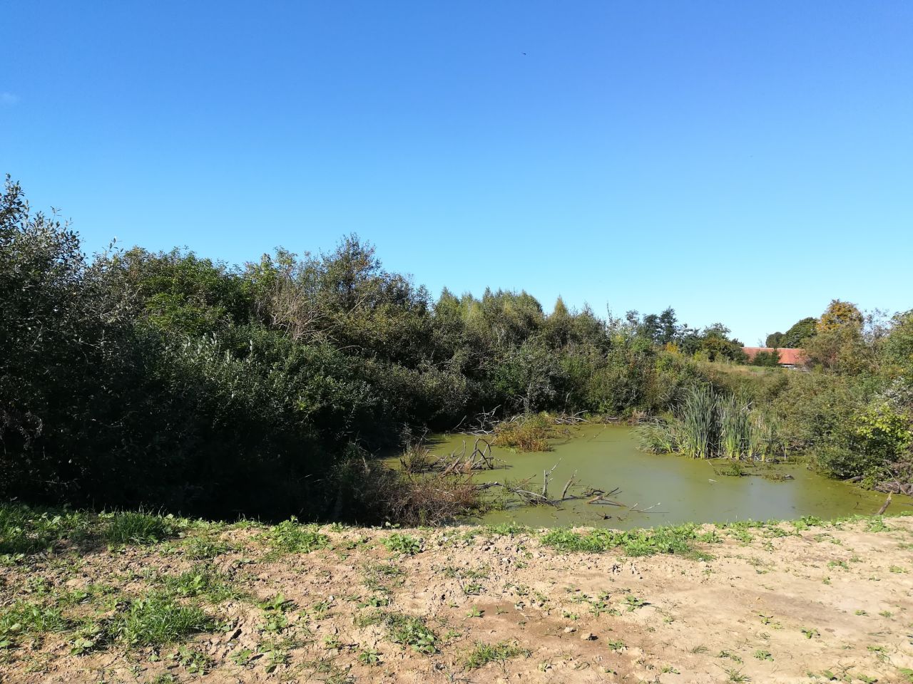 Działka siedliskowa Szczybały Giżyckie. Zdjęcie 4