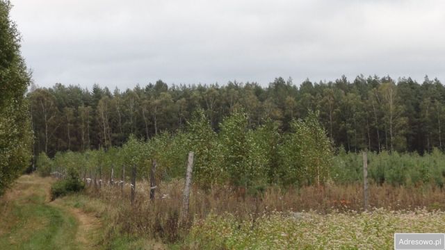 Działka leśna Bartoszki. Zdjęcie 1