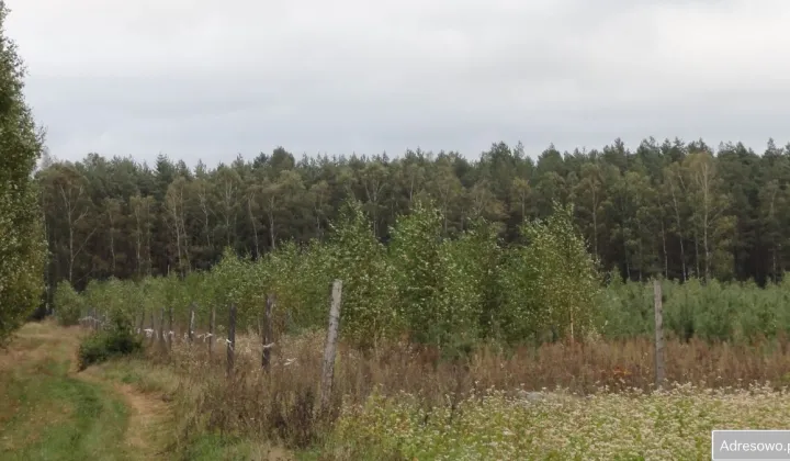 Działka leśna Bartoszki