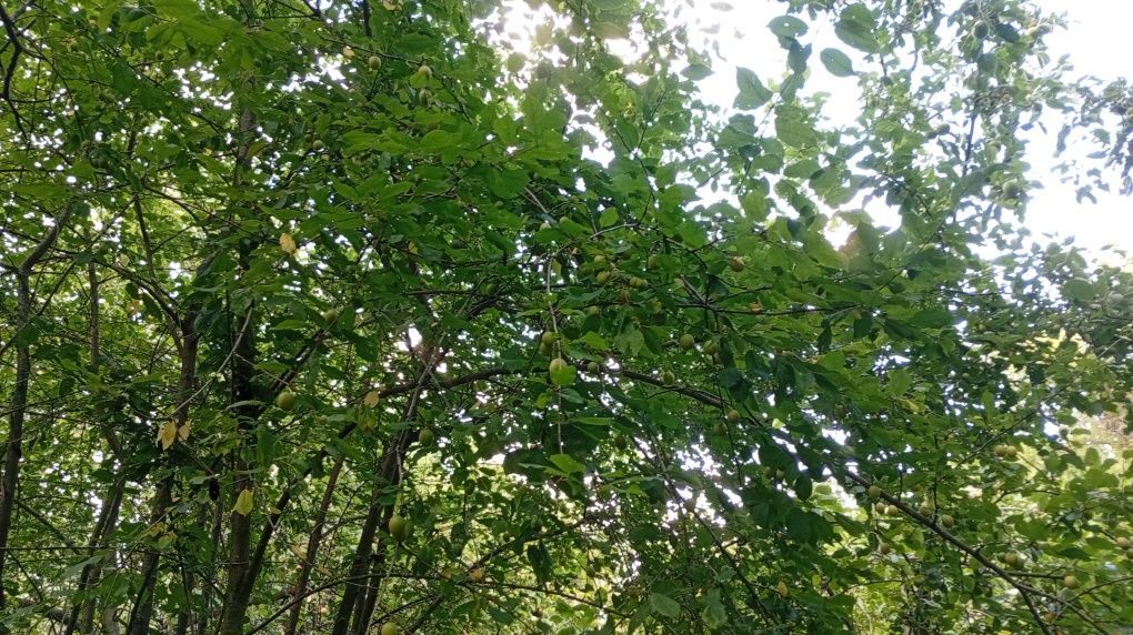 Działka rod Wrocław Zacisze. Zdjęcie 6