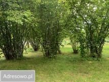 Działka budowlana Krępiec. Zdjęcie 3