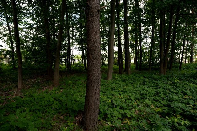 Działka budowlana Złotokłos, ul. Wojewódzka. Zdjęcie 1