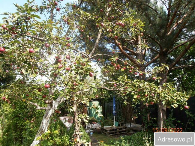 Działka rod Łódź Retkinia, ul. Franciszka Plocka. Zdjęcie 10