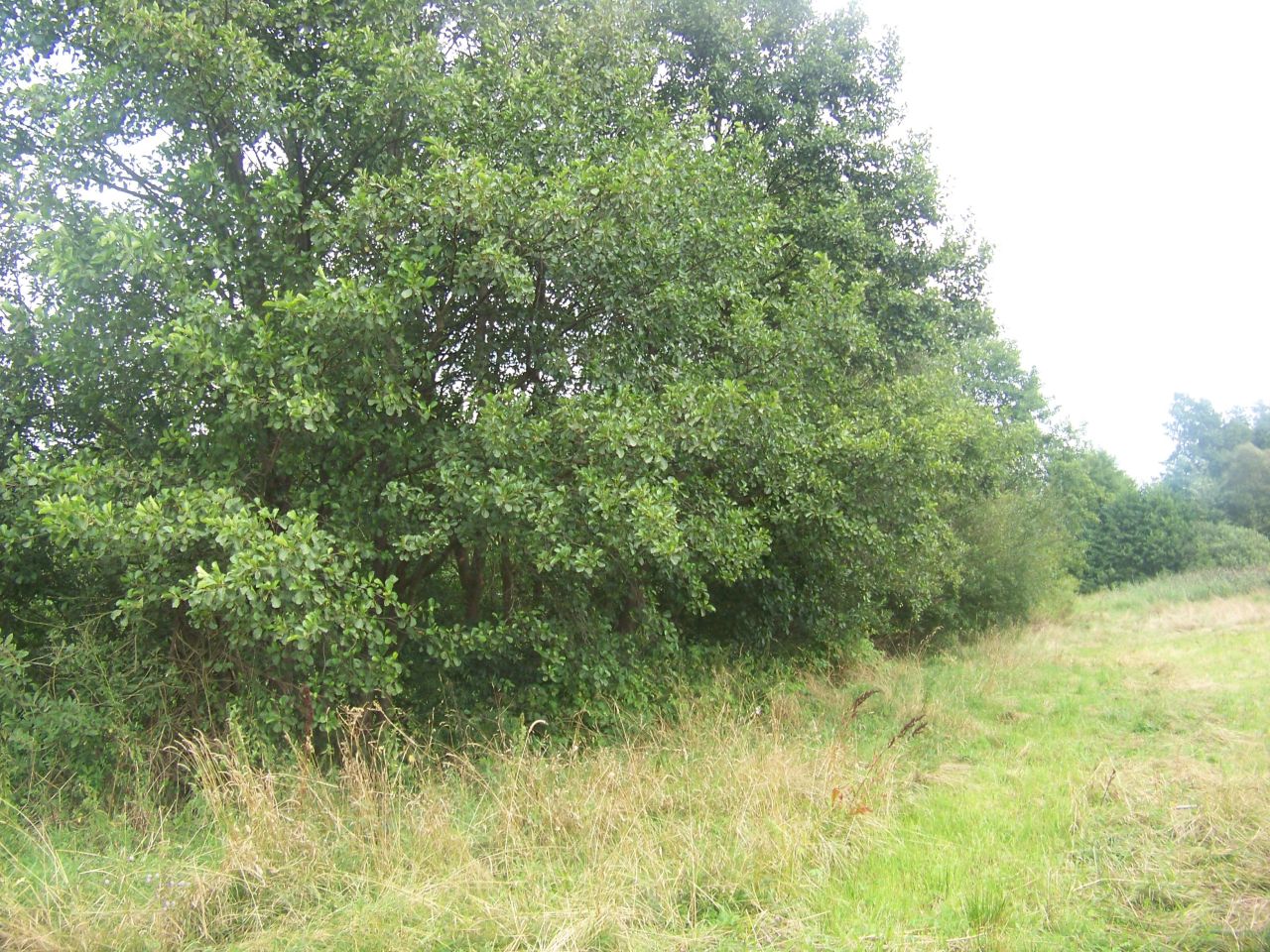 Działka rolno-budowlana Lubomin. Zdjęcie 2