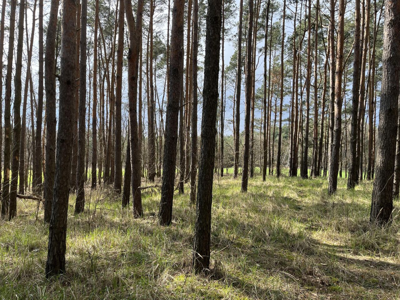 Działka leśna Wola Wężykowa. Zdjęcie 6