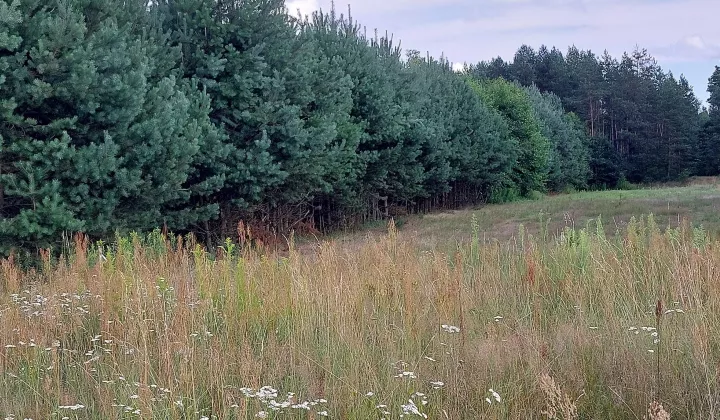 Działka leśna Kurzyna Średnia