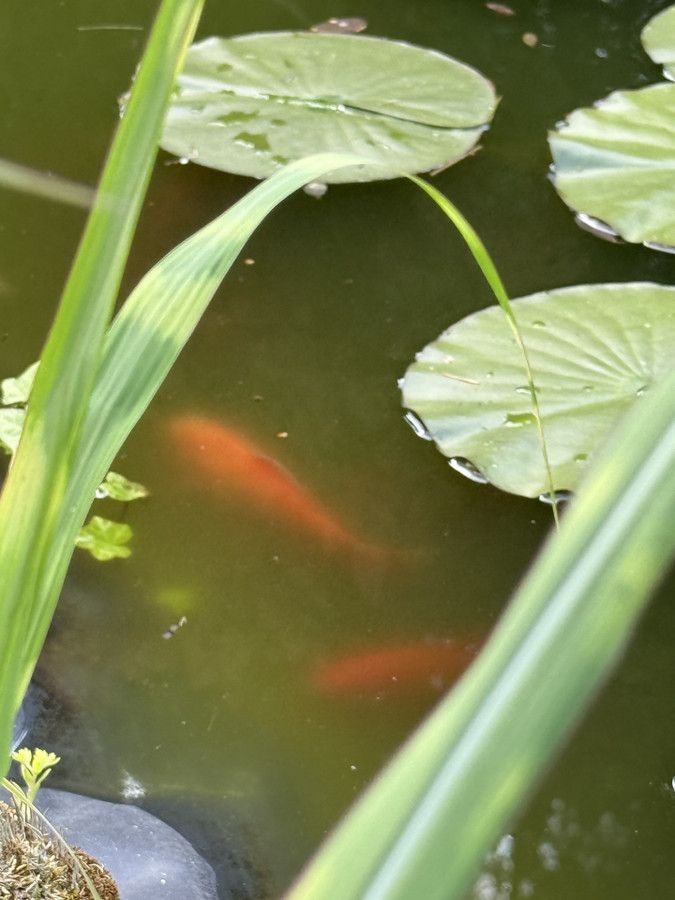 Działka rod Prawda. Zdjęcie 11