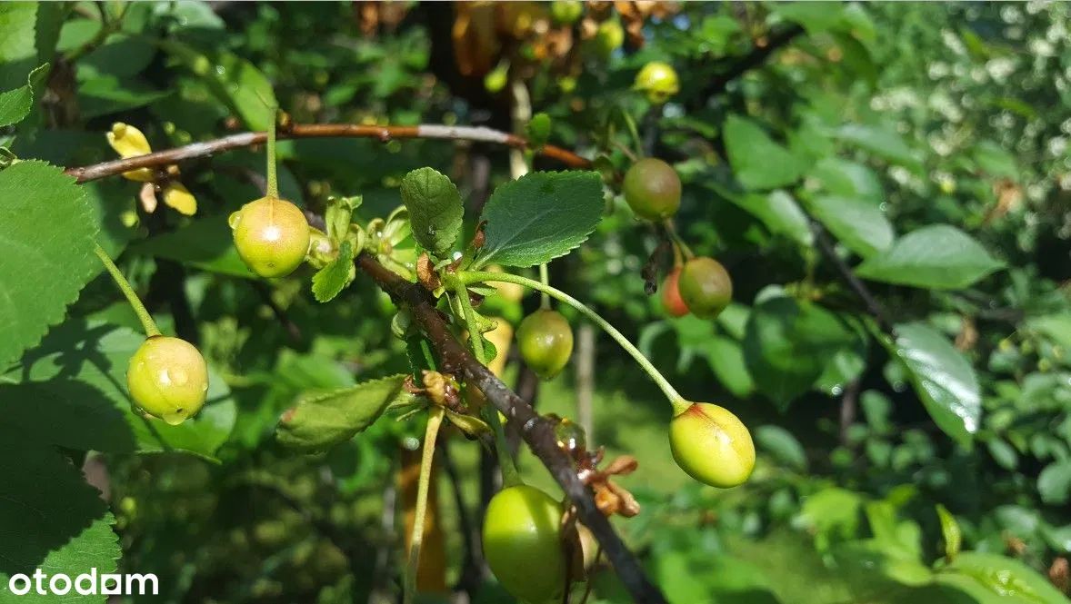 Działka rod Warszawa Śródmieście. Zdjęcie 13