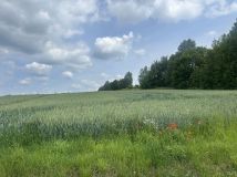 Działka rolna Tomiszowice. Zdjęcie 1