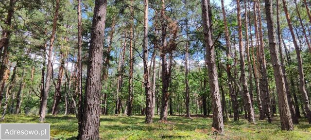 Działka leśna Osiedle Wilga, ul. Trasa Trakt Słoneczny. Zdjęcie 1