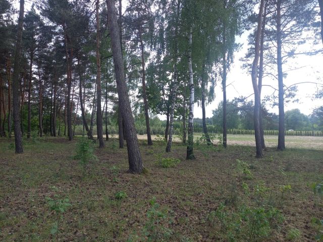 Działka inwestycyjna Wręcza. Zdjęcie 8