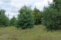 Działka budowlana Nagodów. Zdjęcie 3