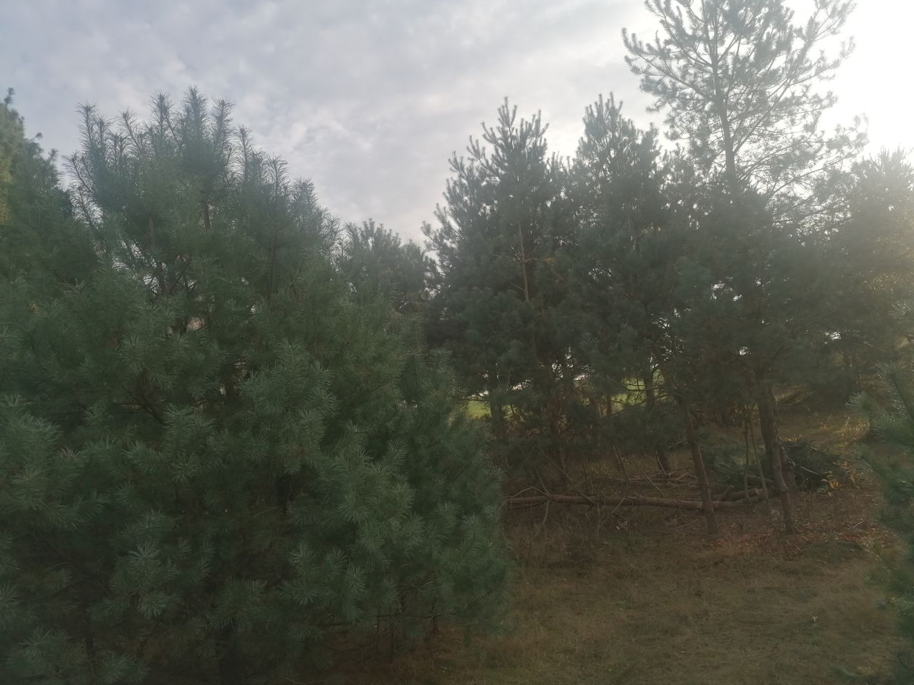 Działka rolna Kępina. Zdjęcie 5