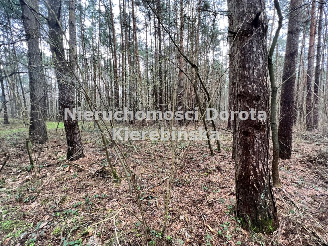 Działka leśna Poświętne. Zdjęcie 6