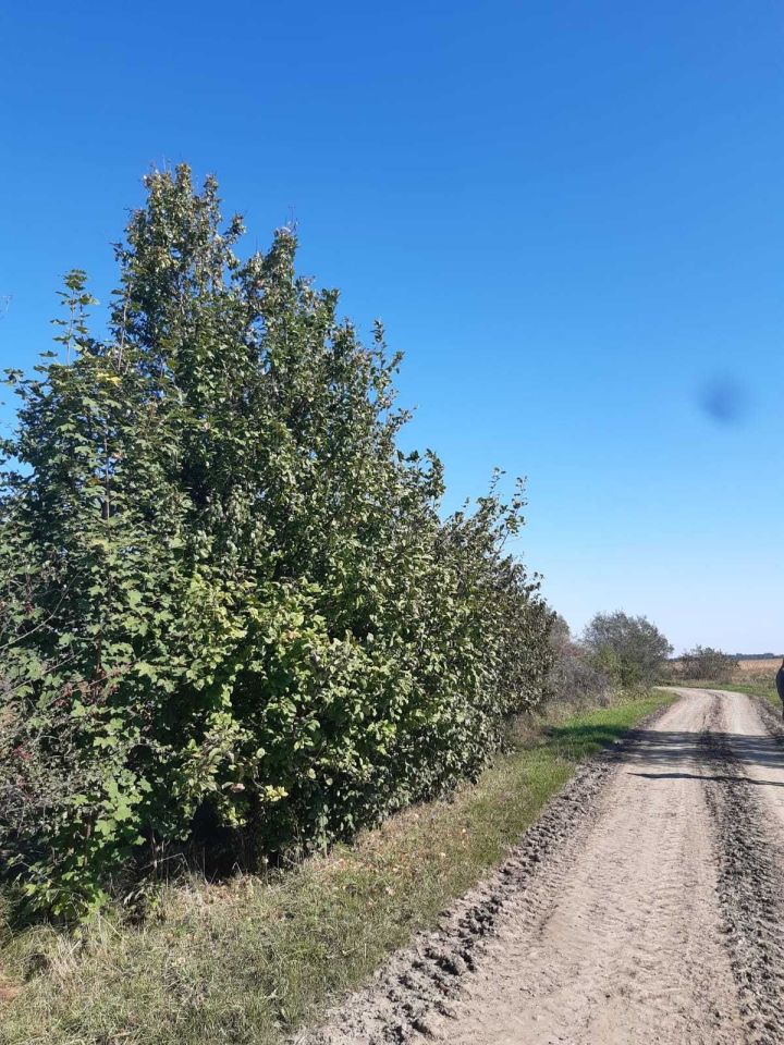 Działka budowlana Surochów. Zdjęcie 5