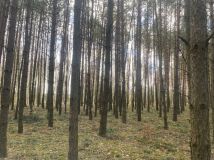 Działka leśna Chodów. Zdjęcie 1