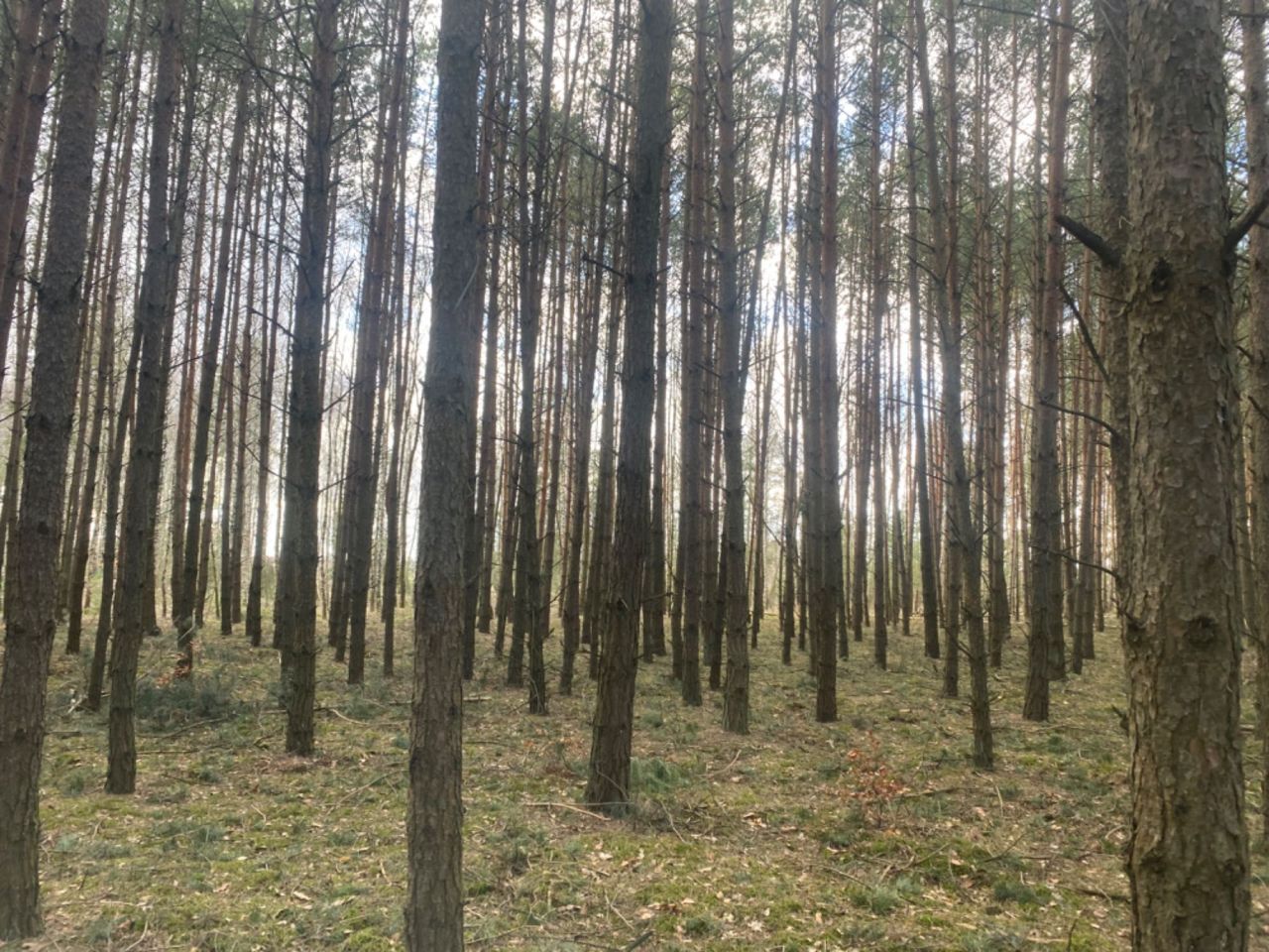 Działka leśna Chodów. Zdjęcie 2