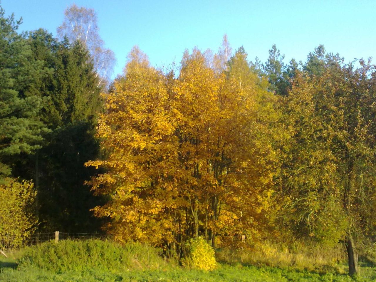 Działka rolna Borowy Młyn. Zdjęcie 8