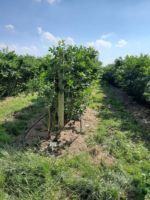 Działka rolno-budowlana Sierzchowy. Zdjęcie 2