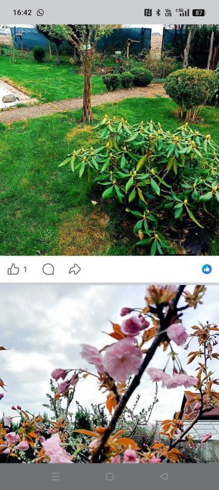 Działka rod Koszalin, ul. Działkowa. Zdjęcie 6