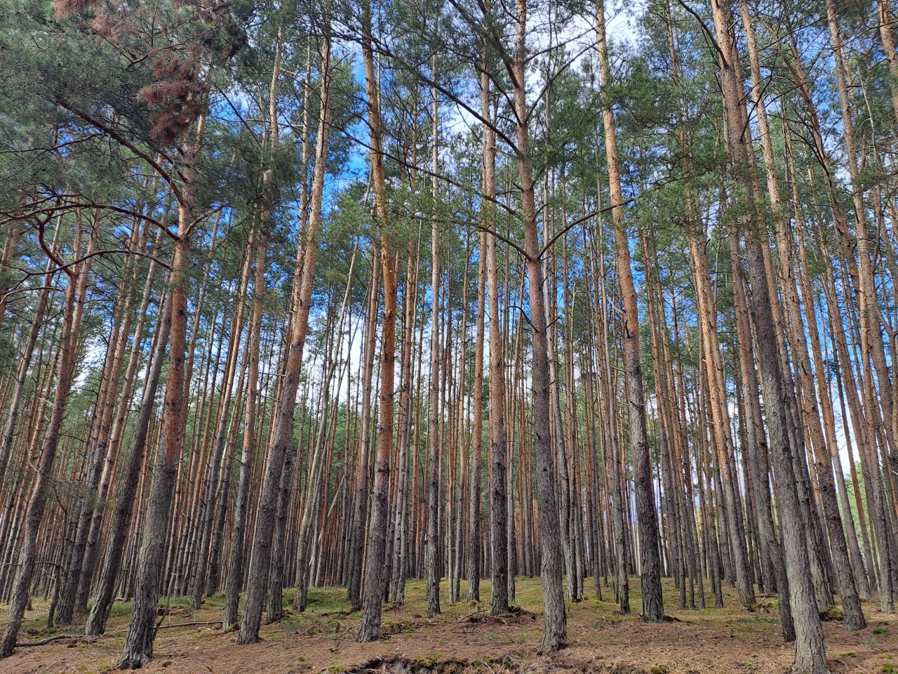 Działka leśna Nowy Prażmów, ul. Leśna