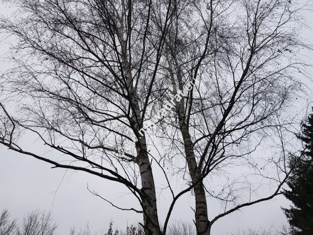 Działka budowlana Komorów. Zdjęcie 9