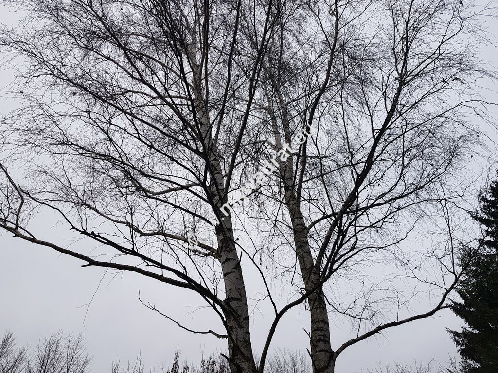 Działka budowlana Komorów. Zdjęcie 9