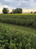 Działka rolno-budowlana Miłocin. Zdjęcie 3