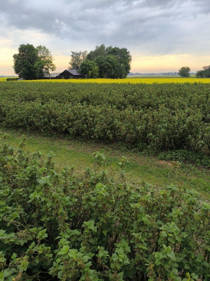 Działka rolno-budowlana Miłocin. Zdjęcie 4