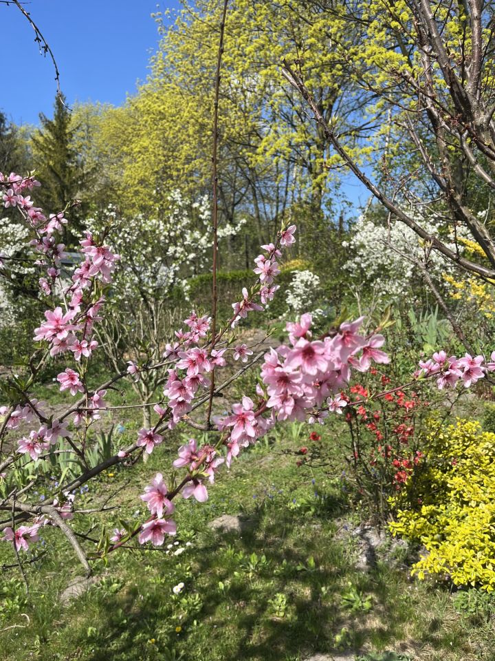 Działka rod Kraków Podgórze, ul. Swoszowicka. Zdjęcie 3