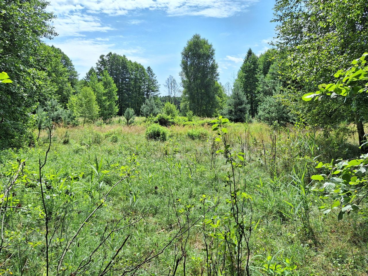 Działka siedliskowa Sieraków. Zdjęcie 2