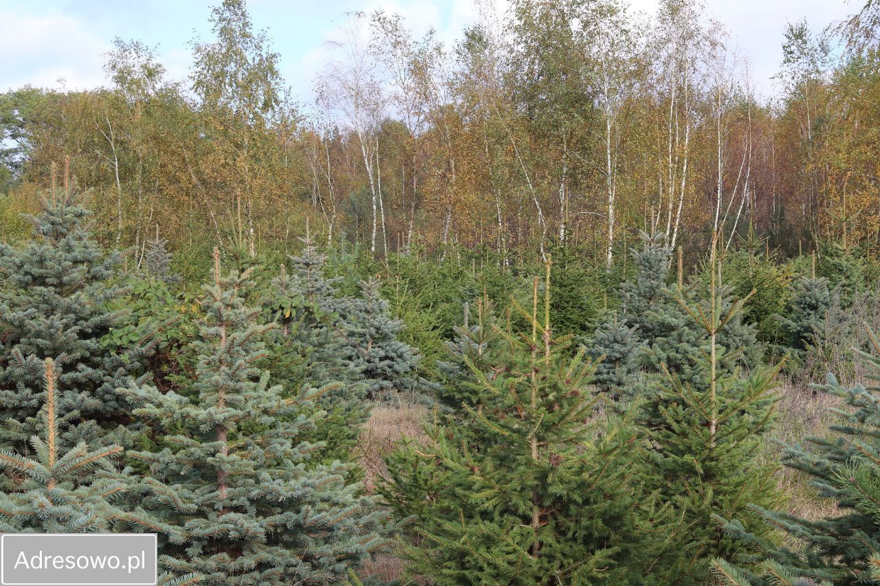 siedlisko, 6 pokoi Tuliszków. Zdjęcie 6