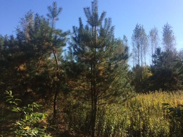 Działka rekreacyjna Trzcianka Zarzecze. Zdjęcie 3