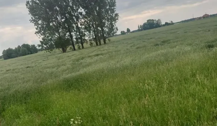 Działka rolna Rzepiszew