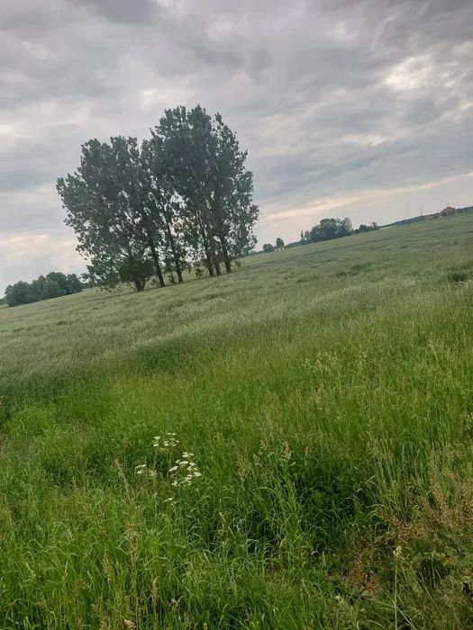 Działka rolna Rzepiszew. Zdjęcie 1