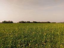 Działka budowlana Nowe Grochale. Zdjęcie 2