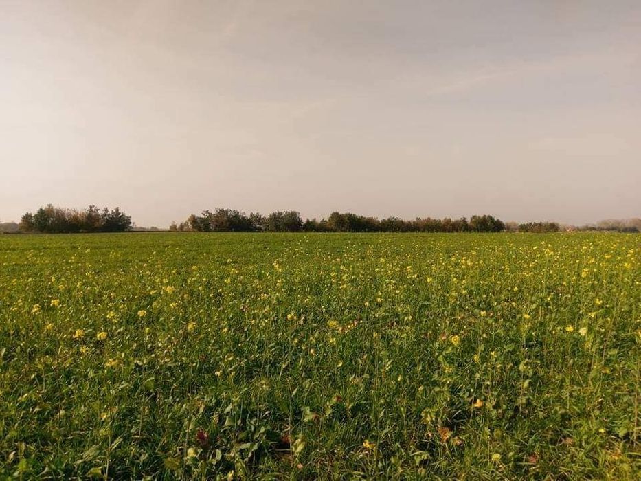 Działka budowlana Nowe Grochale. Zdjęcie 3