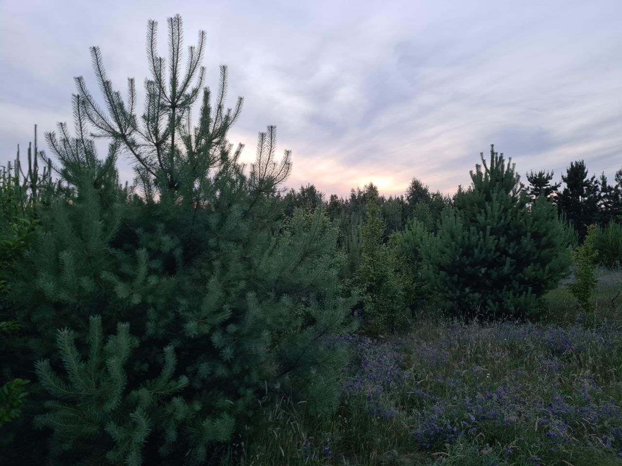 Działka rekreacyjna Lelewo. Zdjęcie 8