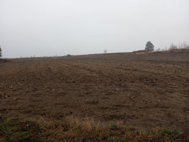 Działka rolno-budowlana Sojczyn Borowy. Zdjęcie 1