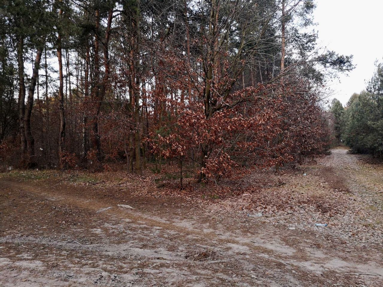 Działka inwestycyjna Nowiny, ul. Podlesie. Zdjęcie 5