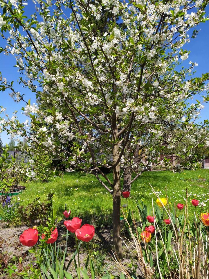 Działka rod Radom, ul. Idalińska. Zdjęcie 7