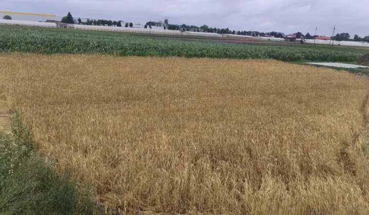 Działka budowlana Gomulin-Kolonia, ul. Jana Pawła II