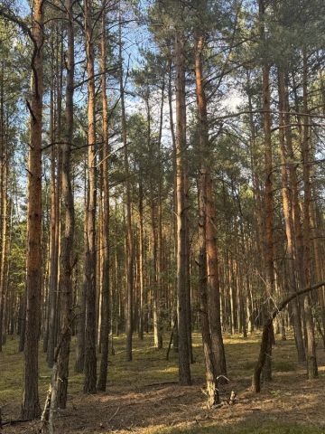 Działka leśna Prosna. Zdjęcie 1