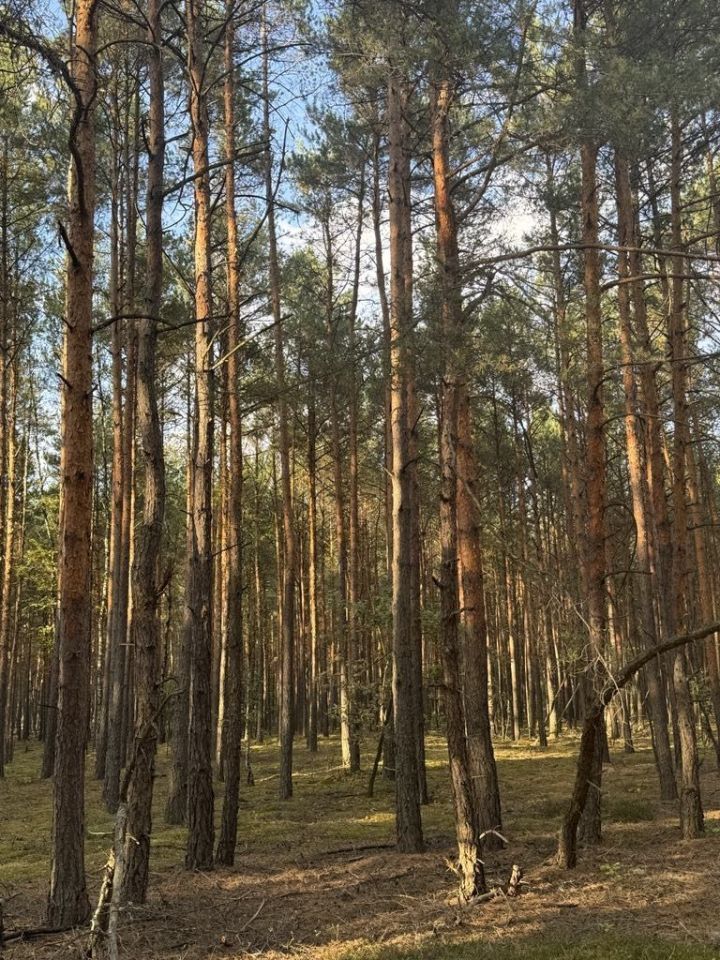 Działka leśna Prosna