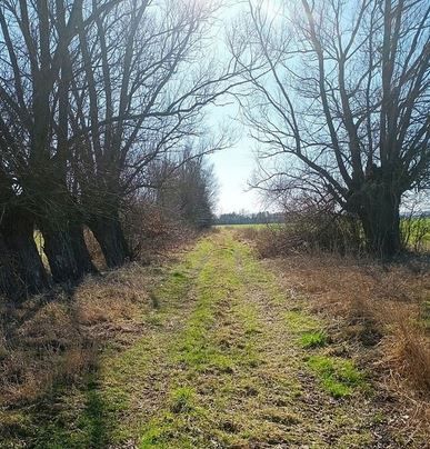Działka rolna Kodrąb. Zdjęcie 5