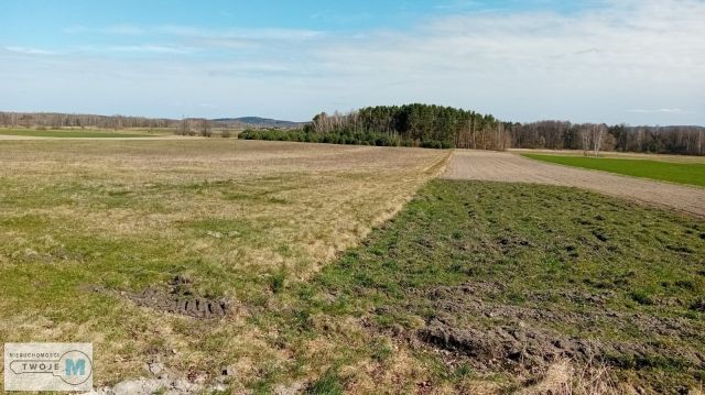 Działka leśna Strawczyn. Zdjęcie 5