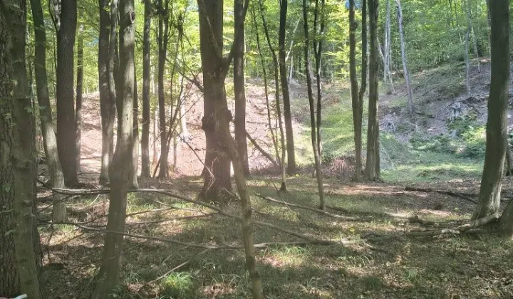 Działka leśna Hadle Szklarskie