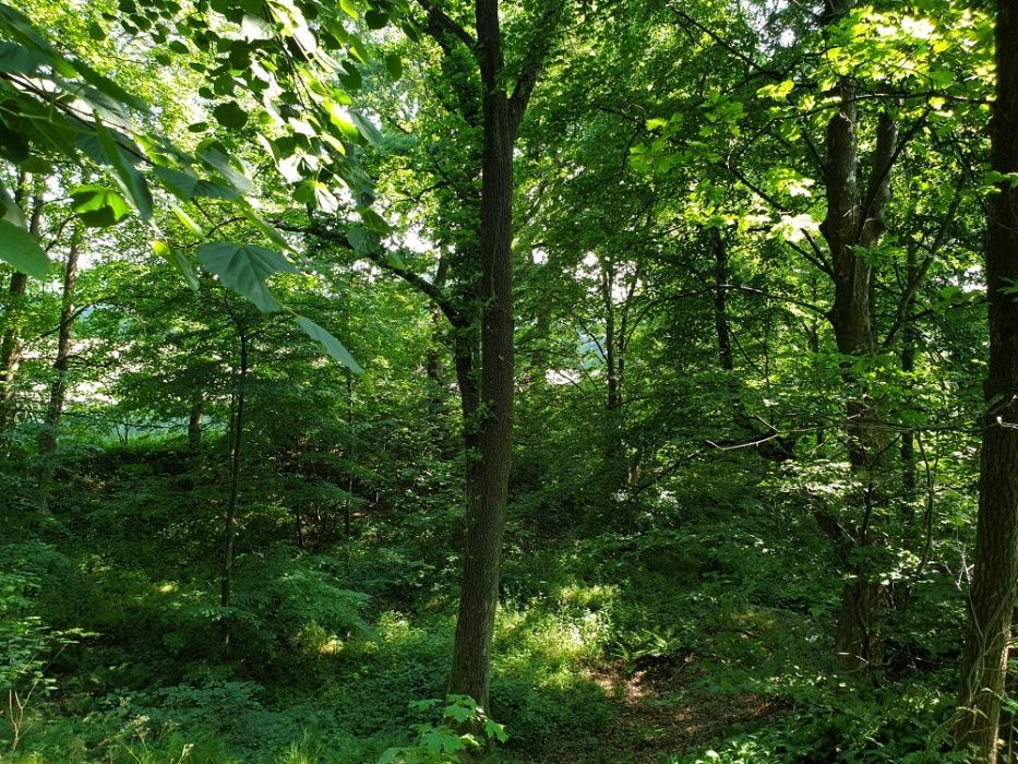 Działka rolno-budowlana Karnieszewice. Zdjęcie 7