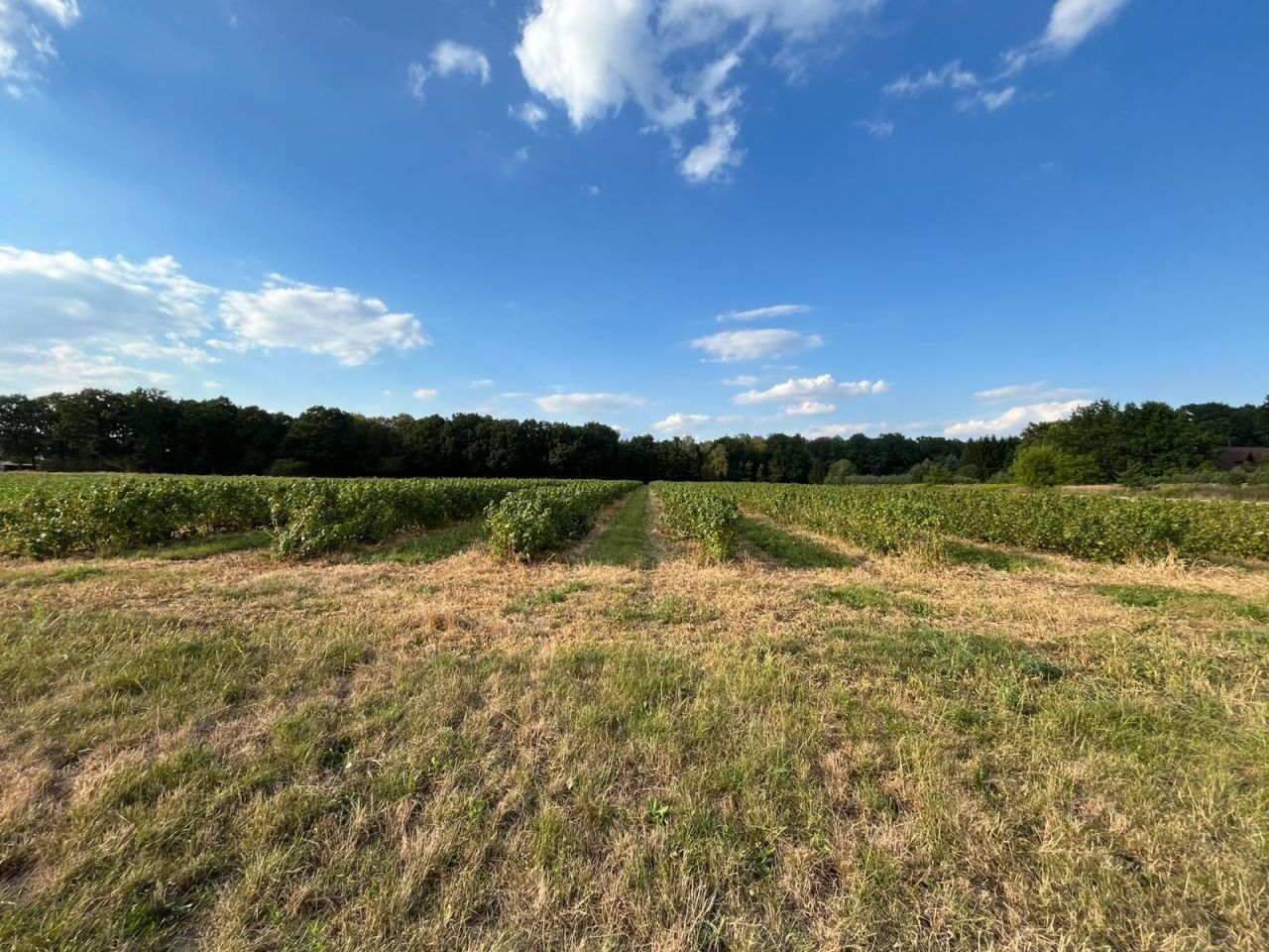 Działka rolna Sporniak. Zdjęcie 7