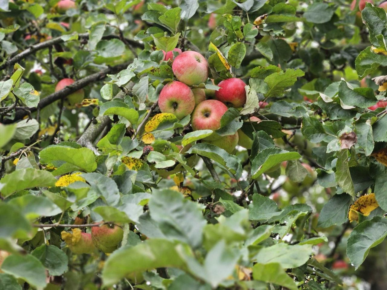 Działka rod Gliwice Śródmieście. Zdjęcie 6